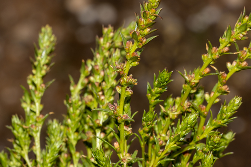 Haloragis acutangula (Haloragis acutangula)