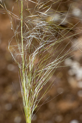 Austrostipa drummondii
