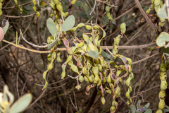 Acacia brachybotrya