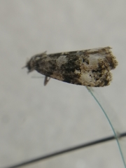 Endothenia marginana