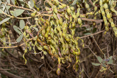 Acacia brachybotrya