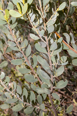 Acacia brachybotrya