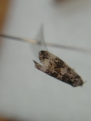 Endothenia marginana