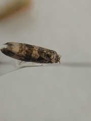 Endothenia marginana