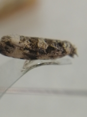 Endothenia marginana