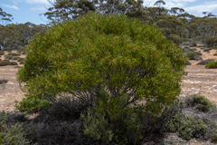 Acacia hakeoides