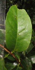 Cassipourea gummiflua