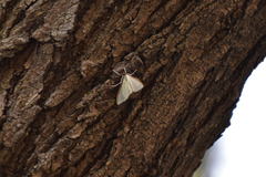 Palpita nigropunctalis