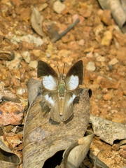 Curetis acuta dentata