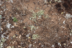 Xanthoparmelia convoluta