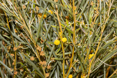 Acacia papyrocarpa