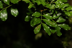 Toechima tenax