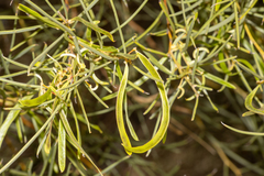 Acacia papyrocarpa