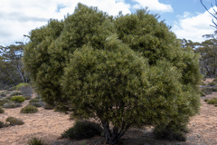 Acacia papyrocarpa