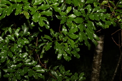 Toechima tenax