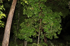Toechima tenax