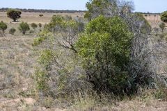 Myoporum platycarpum platycarpum