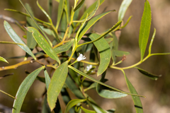 Myoporum platycarpum platycarpum