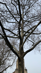 Platanus