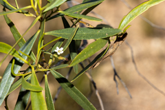 Myoporum platycarpum platycarpum