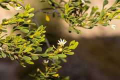 Scaevola bursariifolia