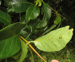 Cassipourea gummiflua