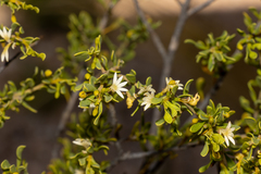 Scaevola bursariifolia