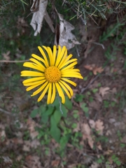 Doronicum plantagineum