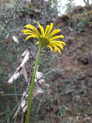 Doronicum plantagineum