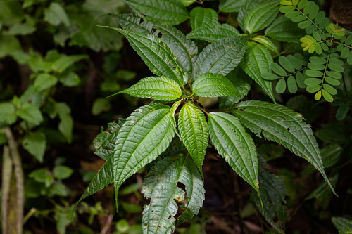 Pilea bambuseti image