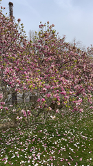 Magnolia × soulangeana