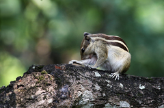 Funambulus pennantii