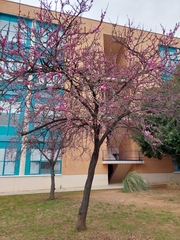 Cercis siliquastrum