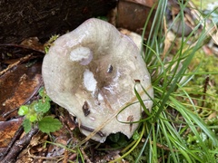 Russula azurea