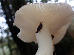 Russula azurea