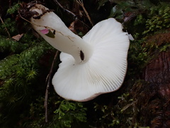 Russula azurea