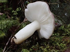 Russula azurea