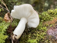 Russula azurea