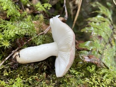 Russula azurea