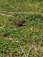 Turdus merula