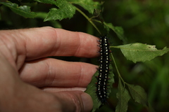 Doleschallia bisaltide australis