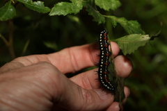 Doleschallia bisaltide australis