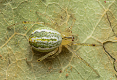 Enoplognatha molesta