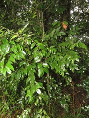 Cassipourea gummiflua