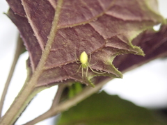 Tetragnatha squamata