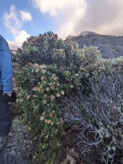 Comarostaphylis arbutoides