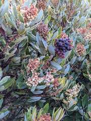 Comarostaphylis arbutoides