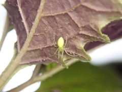 Tetragnatha squamata