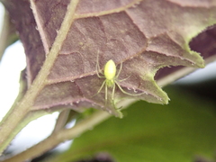 Tetragnatha squamata