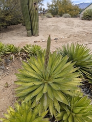 Agave horrida